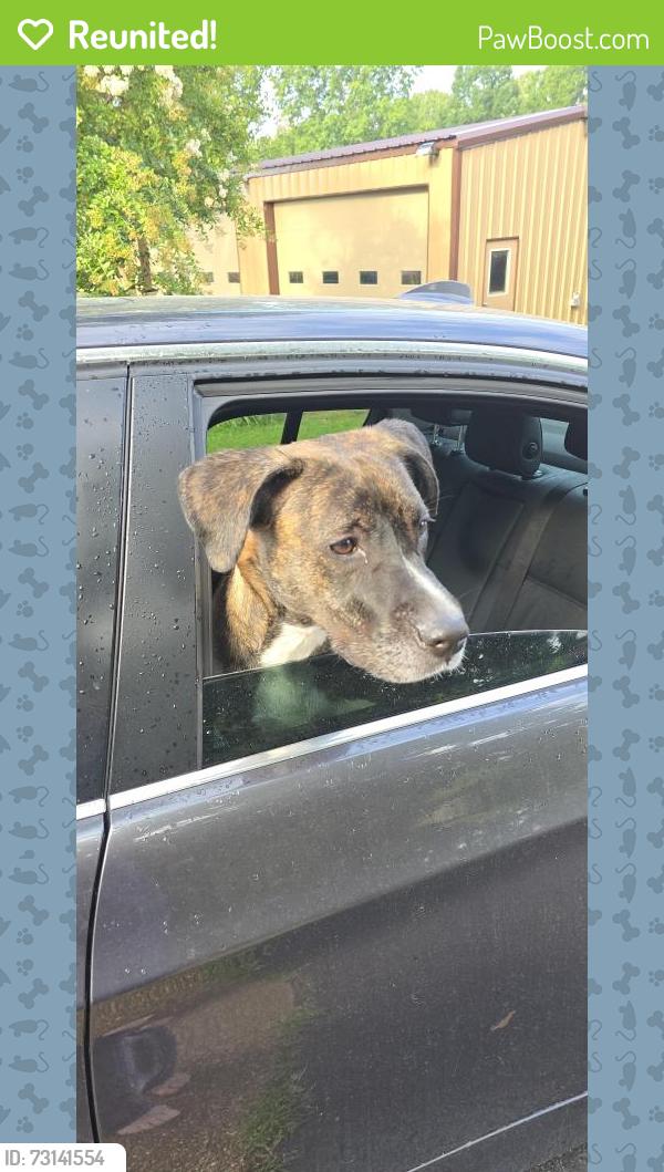Reunited Unknown Dog last seen HWY 196/South Big Bell, Piperton, TN 38017