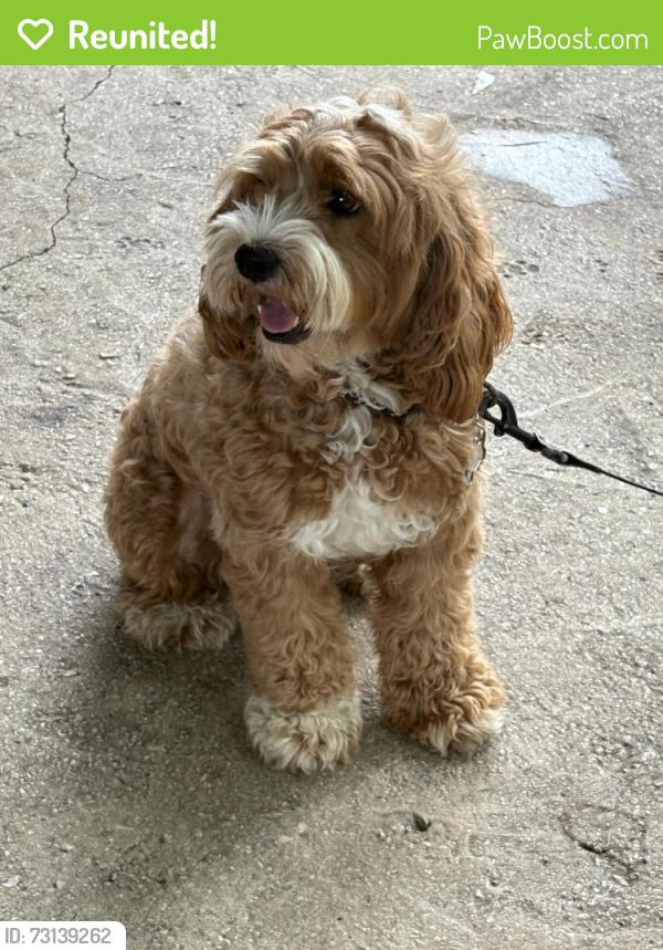 Reunited Female Dog last seen West ave & hildebrand 78201, San Antonio, TX 78201