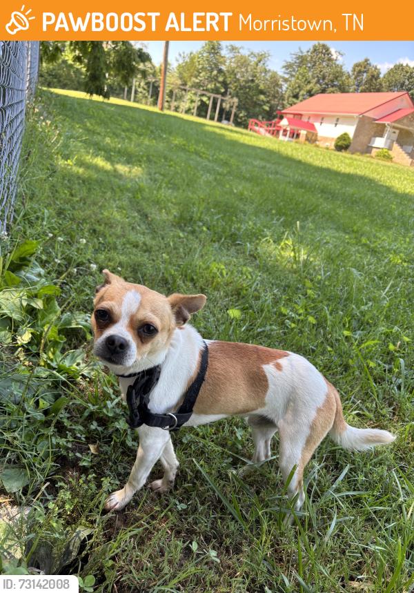 Found/Stray Male Dog last seen The little Spanish church on Reeds Chapel, Morristown, TN 37814