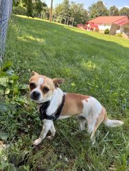Found/Stray Male Dog last seen The little Spanish church on Reeds Chapel, Morristown, TN 37814