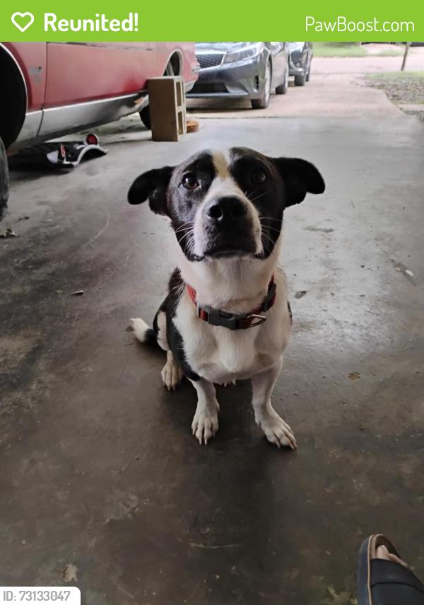 Reunited Male Dog last seen Cooper road and Daniel lake, Jackson, MS 39212