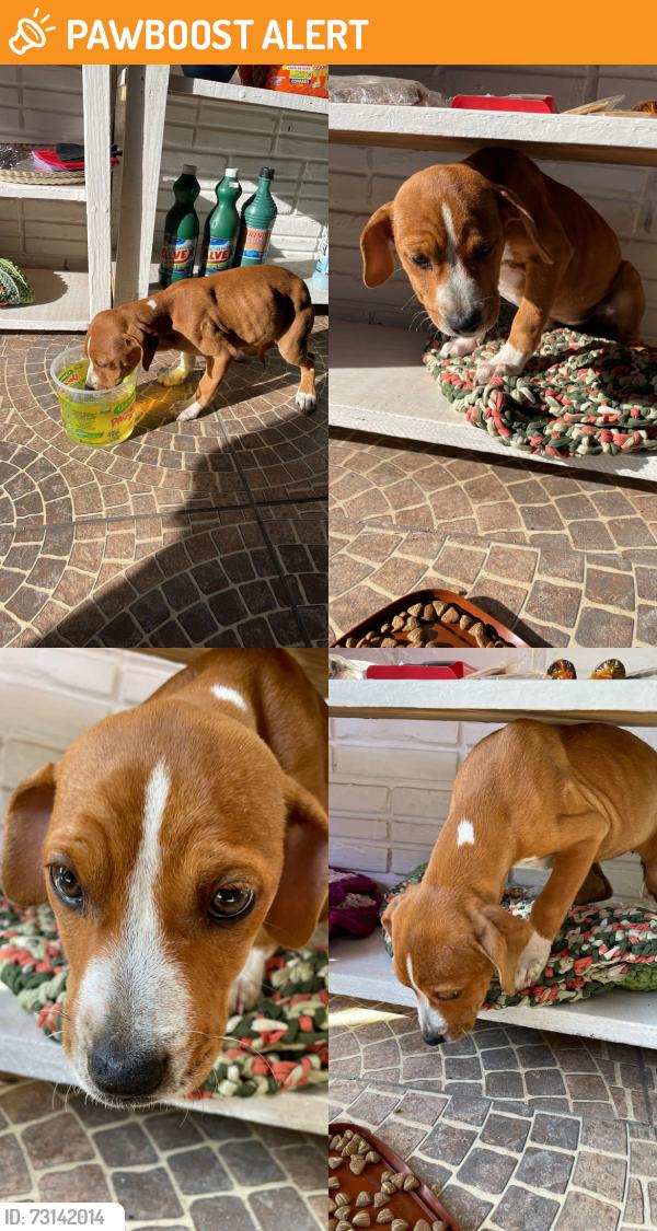 Found/Stray Female Dog last seen Em frente ao colégio iba, Jardim Carvalho, RS 91430-308