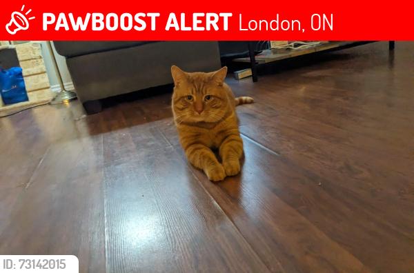 Lost Male Cat last seen Wilford Jury Public School, London, ON 