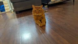 Lost Male Cat last seen Wilford Jury Public School, London, ON 