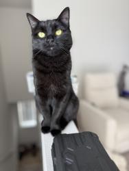 Lost Female Cat last seen Aims college, Fort Lupton, CO 80621