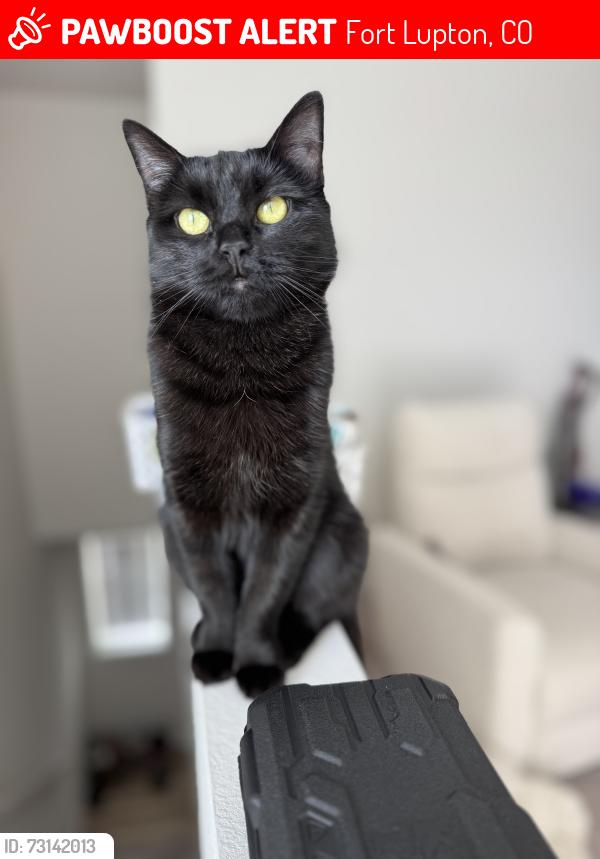 Lost Female Cat last seen Aims college, Fort Lupton, CO 80621