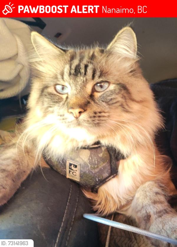 Lost Male Cat last seen South Wellington Road & Island Highway, Nanaimo, BC 