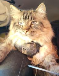 Lost Male Cat last seen South Wellington Road & Island Highway, Nanaimo, BC 