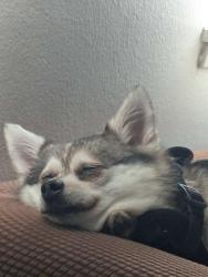 Reunited Unknown Dog last seen Harbor blvd and Newport blvd, Costa Mesa, CA 92627