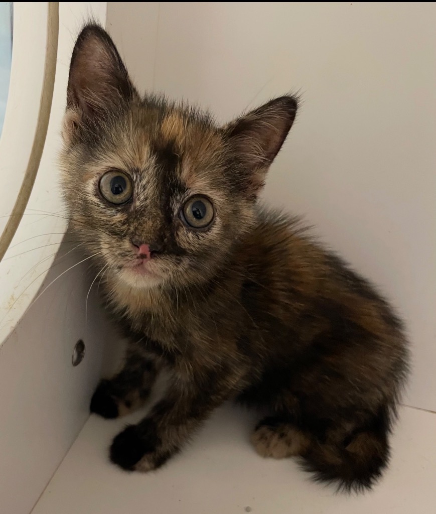 Shelter Stray Female Cat last seen Midwest City, 8485 E Reno Ave, Midwest City, OK 73110, USA