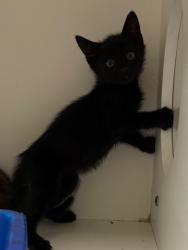 Shelter Stray Male Cat last seen Midwest City, 8485 E Reno Ave, Midwest City, OK 73110, USA