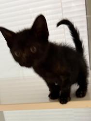 Shelter Stray Female Cat last seen Midwest City, 8485 E Reno Ave, Midwest City, OK 73110, USA