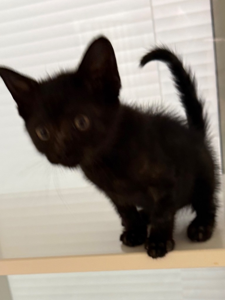 Shelter Stray Female Cat last seen Midwest City, 8485 E Reno Ave, Midwest City, OK 73110, USA