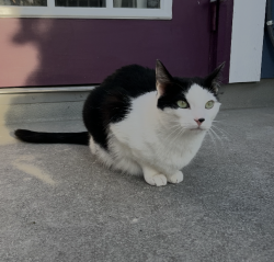 Reunited Male Cat last seen SE 37th Ave, between Holgate and Gladstone, Portland, OR 97202