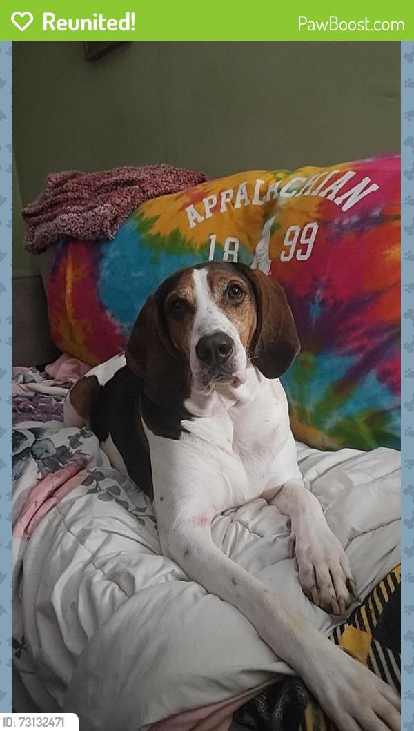 Reunited Male Dog last seen Holloway place and greenwood st, Lenoir, NC 28645