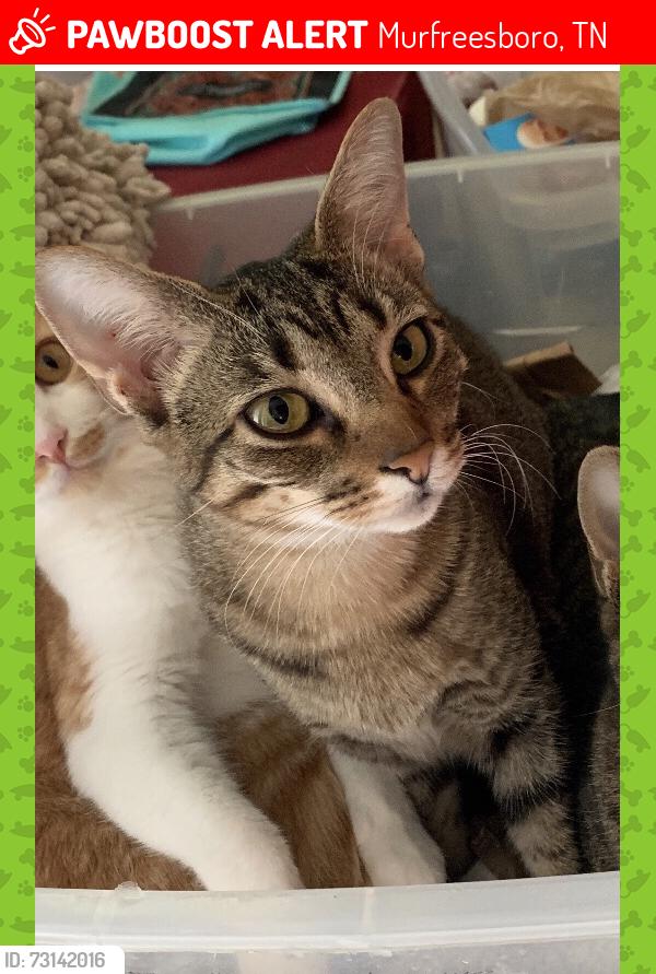 Lost Female Cat last seen Northfield and Jones, Murfreesboro, TN 37129