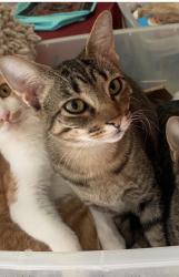 Lost Female Cat last seen Northfield and Jones, Murfreesboro, TN 37129