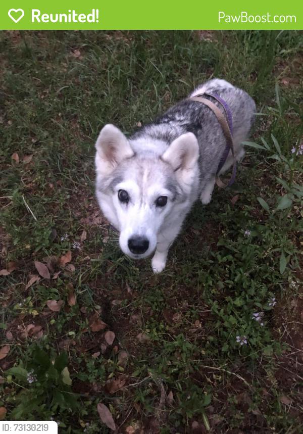 Reunited Female Dog last seen near Pine Street and Ramblin Road intersection, South Congaree, SC 29172