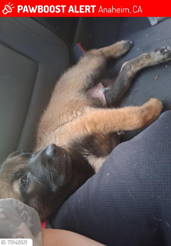 Lost Male Dog last seen Juno Ave and trident Ave Anaheim, ca, Anaheim, CA 92804