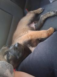 Lost Male Dog last seen Juno Ave and trident Ave Anaheim, ca, Anaheim, CA 92804