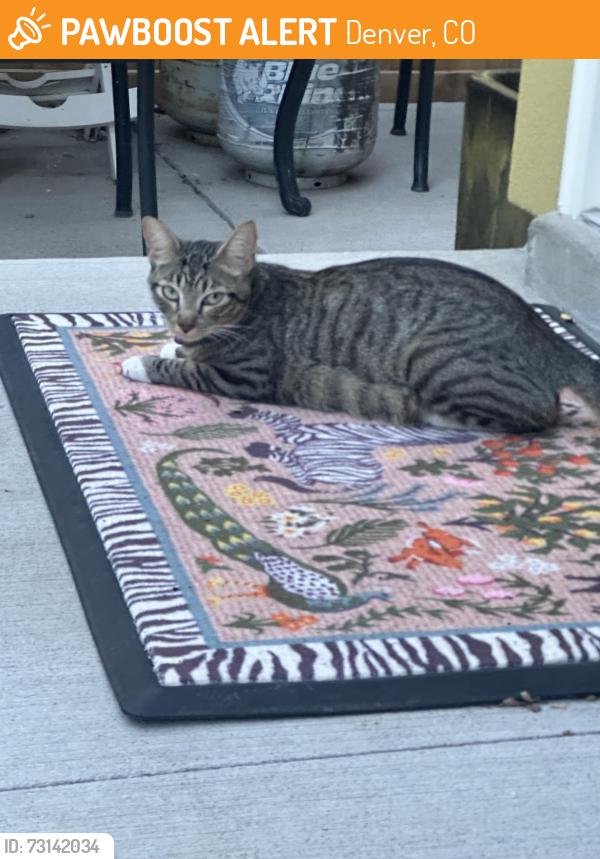 Found/Stray Female Cat last seen 29th and Columbine, Denver, CO 80205
