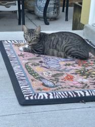 Found/Stray Female Cat last seen 29th and Columbine, Denver, CO 80205