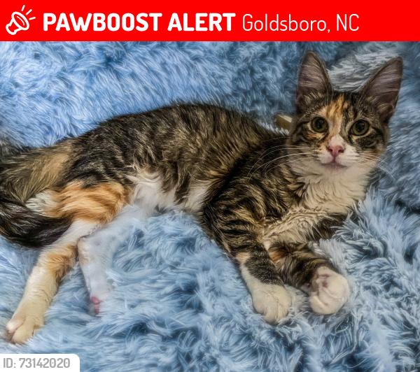 Lost Female Cat last seen Old Grantham road and Black Jack Church Road, Goldsboro, NC 27530