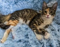 Lost Female Cat last seen Old Grantham road and Black Jack Church Road, Goldsboro, NC 27530