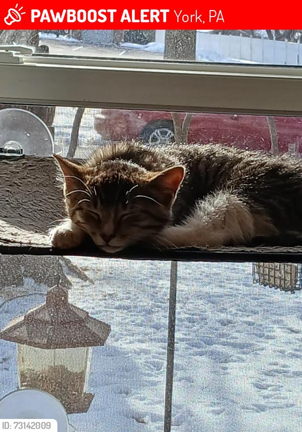 Lost Female Cat last seen When leaving the vets, Milan was on her leash when she got away from her owner Pat, York, PA 17404