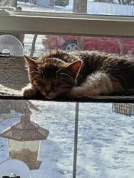Lost Female Cat last seen When leaving the vets, Milan was on her leash when she got away from her owner Pat, York, PA 17404