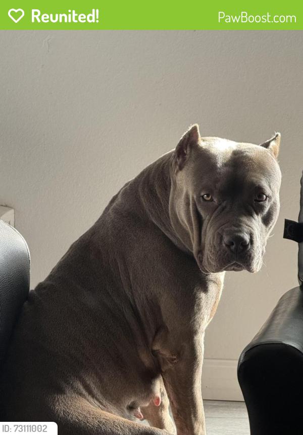 Reunited Female Dog last seen Coors & Hanover, Albuquerque, NM 87121