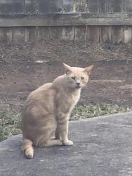 Found/Stray Male Cat last seen Rigsbee, Plano, TX 75074
