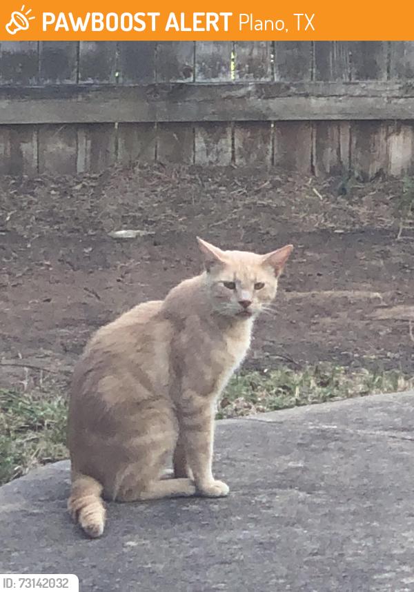 Found/Stray Male Cat last seen Rigsbee, Plano, TX 75074