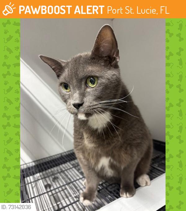 Found/Stray Male Cat last seen Port St. Lucie, Port St. Lucie, FL 34986
