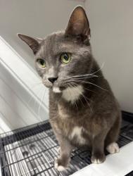 Found/Stray Male Cat last seen Port St. Lucie, Port St. Lucie, FL 34986