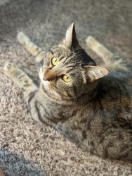 Reunited Male Cat last seen Frisbie park and valley junction, Des Moines, IA 50312