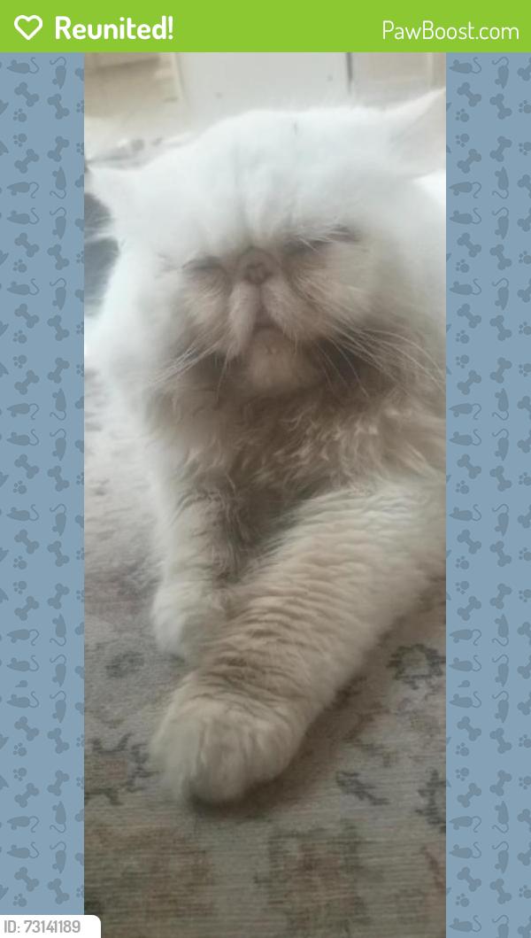 Reunited Male Cat last seen 4th ave 11st, New Westminster, BC 