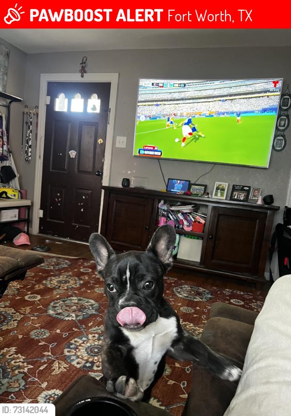 Lost Male Dog last seen Rock island & 29th st, Fort Worth, TX 76106