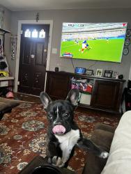 Lost Male Dog last seen Rock island & 29th st, Fort Worth, TX 76106