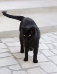 Reunited Female Cat last seen 174th & Arizona, Hammond, IN 46323