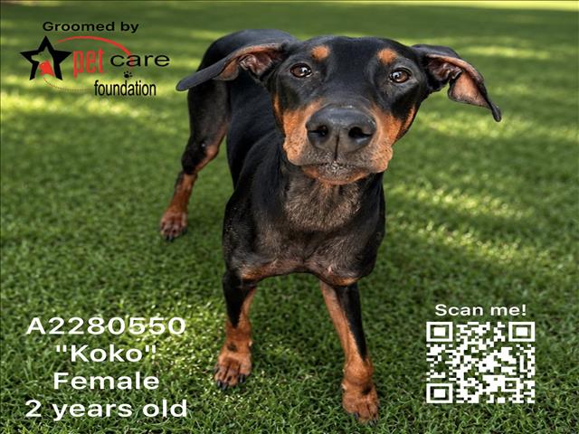 Shelter Stray Female Dog last seen , 1850 W 60th St, Los Angeles, CA 90047, USA