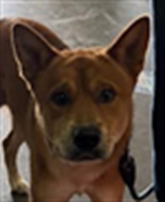 Shelter Stray Male Dog last seen , 1850 W 60th St, Los Angeles, CA 90047, USA
