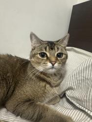 Lost Female Cat last seen Park lawn road, Toronto, ON 