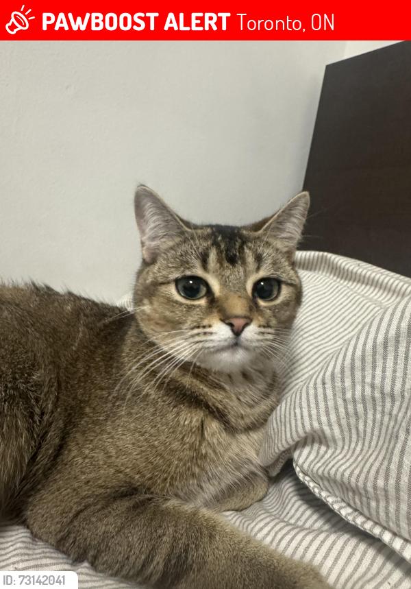 Lost Female Cat last seen Park lawn road, Toronto, ON 