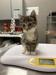 Shelter Stray Male Cat last seen Near, 2600 S Harding St, Indianapolis, IN 46221, USA