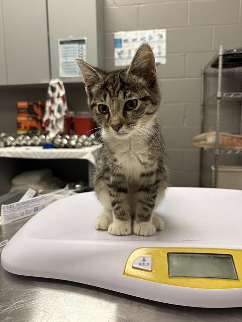 Shelter Stray Male Cat last seen Near, 2600 S Harding St, Indianapolis, IN 46221, USA