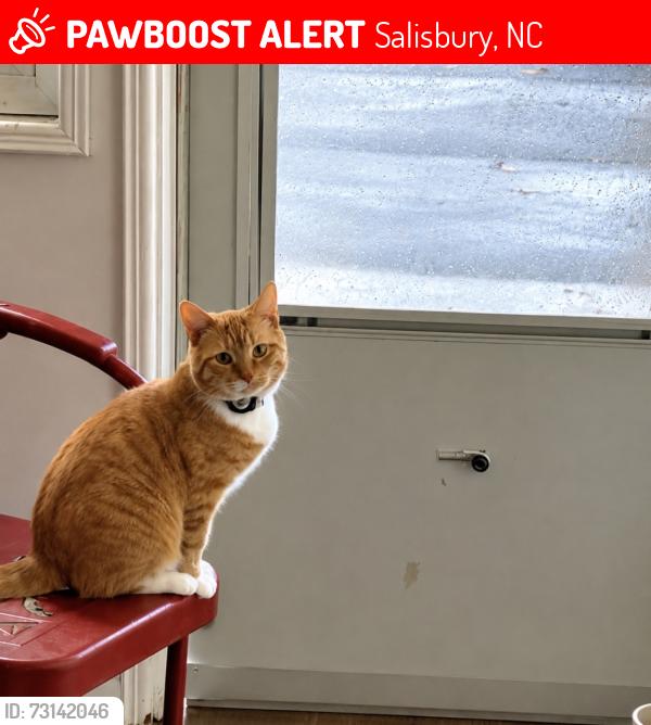 Lost Male Cat last seen Grease Monkey, Salisbury, NC 28144