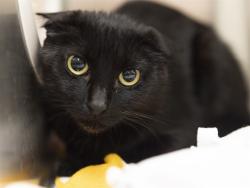 Shelter Stray Female Cat last seen SOUTHERN AND S 7TH ST, 5501 E Van Buren St, Phoenix, AZ 85008, USA