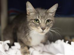 Shelter Stray Female Cat last seen S 32ND LN AND W DOBBINS RD, 5501 E Van Buren St, Phoenix, AZ 85008, USA