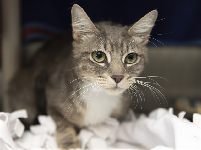 Shelter Removed Female Cat last seen S 32ND LN AND W DOBBINS RD, 5501 E Van Buren St, Phoenix, AZ 85008, USA